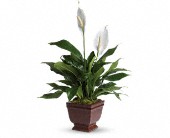 Peace Lily-Spath Plant