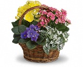 T93-1A Spring Has Sprung All
