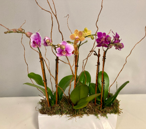 Table top orchids Flowering Plant