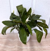 Table Top Peace Lily 