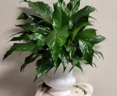 Table Top Peace Lily  Spathiphylum Clevelandii 