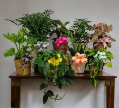 Category Image