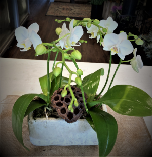 Tabletop Orchids Plant