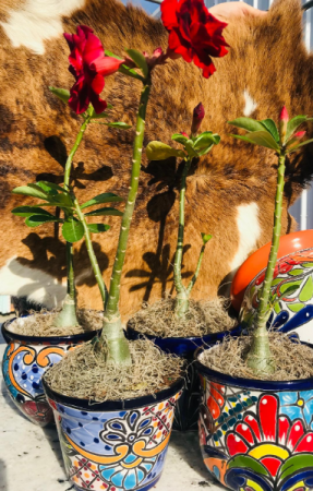 Talavera Desert Rose Plant