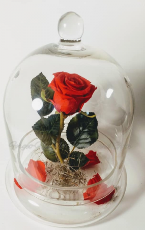 Tale As Old As Time Preserved Rose in Barre, VT | Forget Me Not Flowers and Gifts LLC Tale As Old As Time Preserved Rose in Barre, VT | Forget Me Not Flowers and Gifts LLC