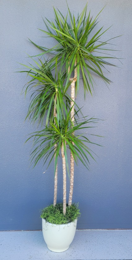 Tall 6.5' Dracaena Angustifolia Marginata Tree Plant in a creamy white ceramic pot