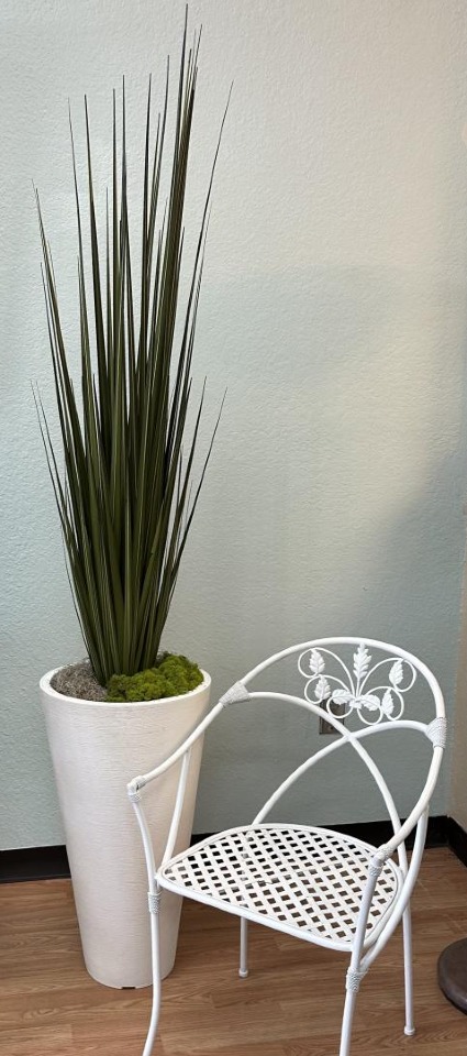 Tall Decorative Grass  In White Pot 