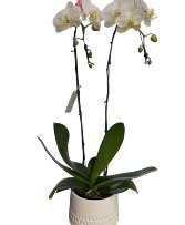 Tall Double Orchid Plant Planter