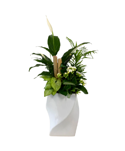 Tall Peace Lily Twist 