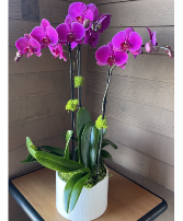 Tall Purple Orchids