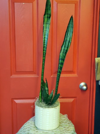 Tall Snake Plant 