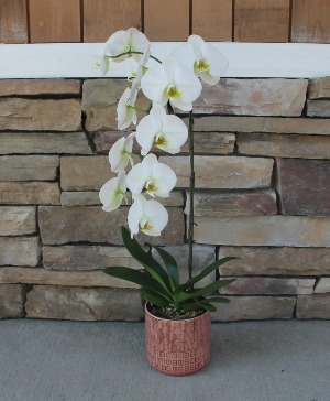 Tall Orchid Blooming Plant