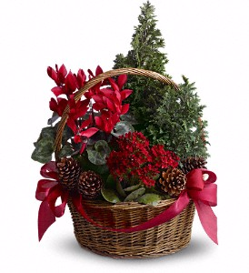 Tannenbaum Basket Blooming Plants