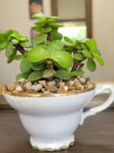 Tea Cup Succulent Garden 