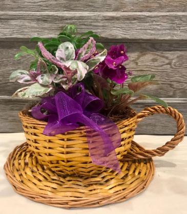 Tea & Violet Dish Garden Plants in Richland, WA | ARLENE'S FLOWERS AND GIFTS
