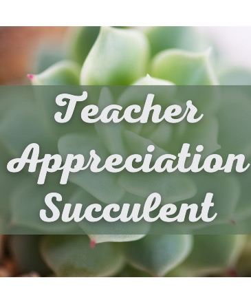 Teacher Appreciation Succulent Live Plant in Anthony, KS | J-MAC FLOWERS & GIFTS