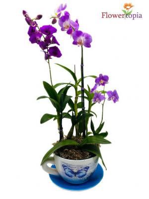 Teadorable Orchid Plant in Miami, FL | FLOWERTOPIA Teadorable Orchid Plant in Miami, FL | FLOWERTOPIA