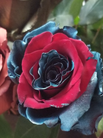 TEAL AND RED ROSE 1 DOZEN