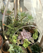 Teardrop Succulent Globe Plant Garden