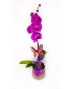  Orchid - Colors Vary | Pot Varies Plant