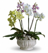 Teleflora Opulent Orchids 4 stem blooming orchids