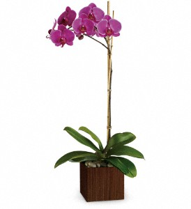 Teleflora Sublime Orchid Plant