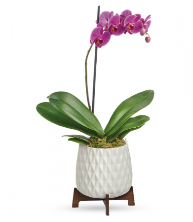 Teleflora's Architectural Orchid Plant