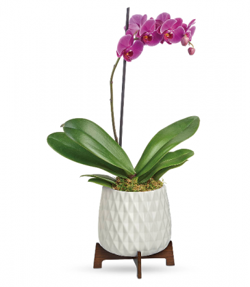 Teleflora's Architectural Orchid Plant