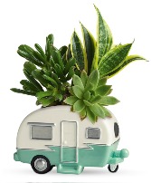 Teleflora's Cool Camper Succulent Garden *Plants may vary from photo*