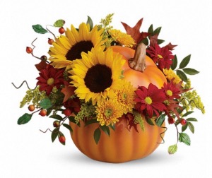 Teleflora’s  Country Pumpkin  Fall Gerbra daisy colours maybe substituted 