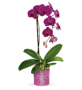 Teleflora's Dazzling Orchid Plant