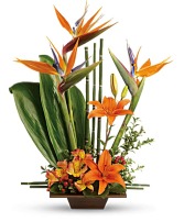 Teleflora's Exotic Grace 