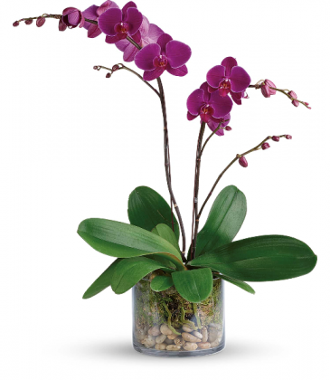 Teleflora's Gratitude Orchid