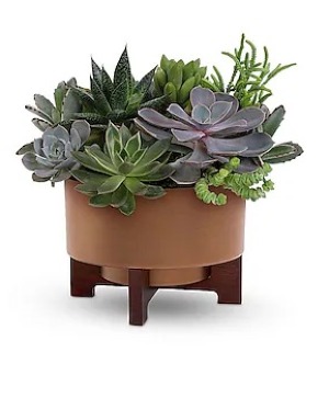 Teleflora's Harvest Succulent Garden 