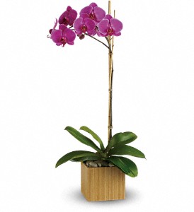 Teleflora's Imperial Purple Orchid Cubed Arrangement