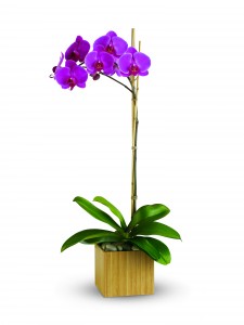 Purple Orchid Plant