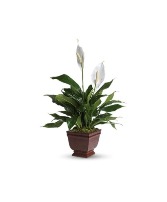 Teleflora's Lovely One Spathiphyllum Plant Arrangement