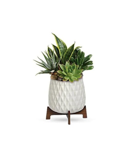 Teleflora's Modern Mood Succulent Garden Arrangement