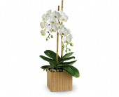 Teleflora's Opulent Orchid Plant