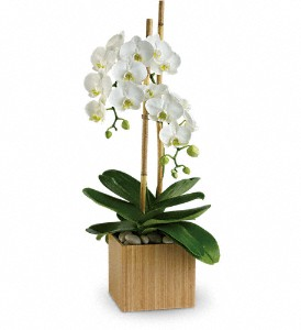 Teleflora's Opulent Orchids  Fresh arrangenment