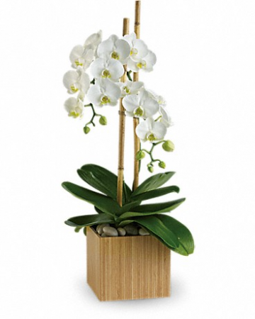 Teleflora's Opulent Orchids Plant