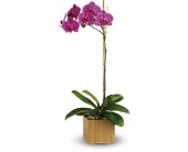 Teleflora's Orchid Plant Plant