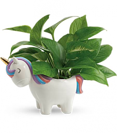 Teleflora's Peaceful Unicorn Pothos Plant