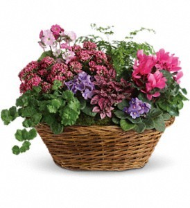 Teleflora's Simply Chic Mixed Plant Basket  