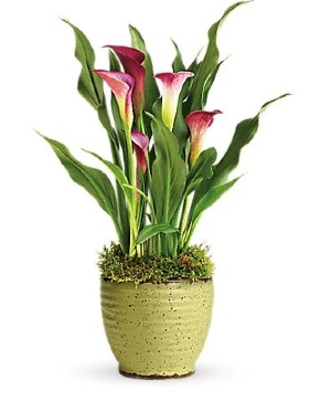 Teleflora's Spring Callas Plant Arrangement