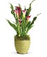 Teleflora's Spring Callas Plant Arrangement