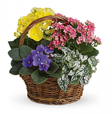 Teleflora's Spring has Sprung Basket Blooming Plant Basket
