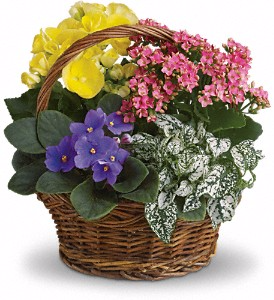 Teleflora's Spring Has Sprung Mixed Basket in Valley City, OH | HILL HAVEN FLORIST & GREENHOUSE Teleflora's Spring Has Sprung Mixed Basket in Valley City, OH | HILL HAVEN FLORIST & GREENHOUSE