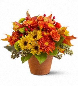Teleflora's Sugar Maples Fresh Arrangement