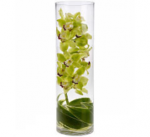 Zensational Cymbidium Orchids - 447 Vase Arrangement 